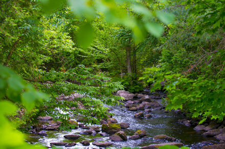 A peaceful stream flows through a lush, shaded forest, with sunlight dappling through the trees onto the water.
