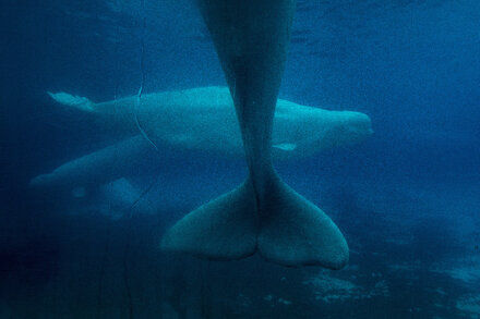 A beluga whale swimming in an enclosure, its pale skin visible through the water, with a concerned expression on its face.