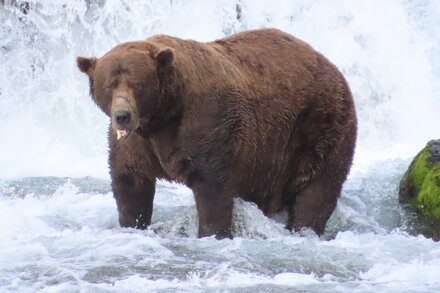 A very large, brown bear named Chunk stands in a river, its fur wet and matted, looking directly at the camera. The bear's belly is distended, indicative of significant weight gain in preparation for hibernation. The background shows a natural, rocky riverbed and forested banks under a cloudy sky.