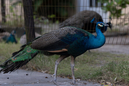 A peacock with vibrant blue and green feathers stands prominently, its tail feathers fanned out slightly, showcasing intricate patterns. The background is slightly blurred, suggesting an outdoor setting.