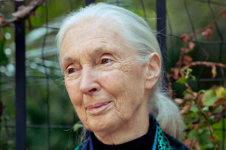 Jane Goodall, a renowned primatologist, observes a chimpanzee in its natural habitat, symbolizing her lifelong dedication to wildlife conservation.