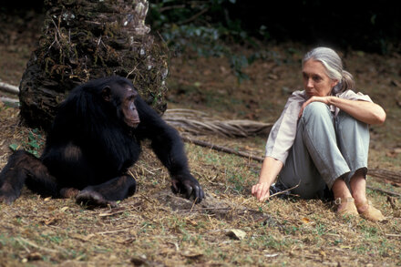 Jane Goodall: A Legacy of Primatology and Conservation