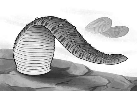 Close-up of a large, brown terrestrial leech found in Taiwan, coiled on a mossy surface.