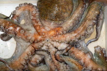 Un pulpo de aspecto majestuoso nada en las costas de Inglaterra, con sus tentáculos elegantemente extendidos en el agua azul clara, sobre un fondo de algas marinas y rocas.