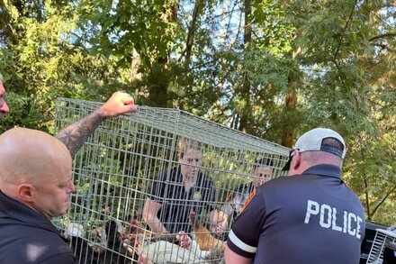 Police investigator in a hazmat suit stands in a cluttered, squalid suburban home surrounded by numerous cages containing animals.