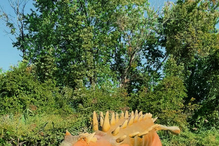 A large, realistic statue of a Stegosaurus standing majestically in a lush backyard garden, with a house in the background.